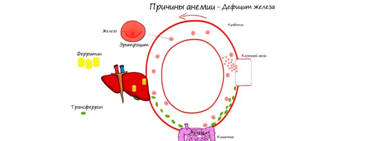 Наиболее частые причины анемии 4 naibolee chastye prichiny anemii