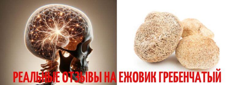 Ежовик гребенчатый: 50 отзывов о приёме, польза и вред 4 ezhovik grebenchatyj 50 otzyvov polza i vred