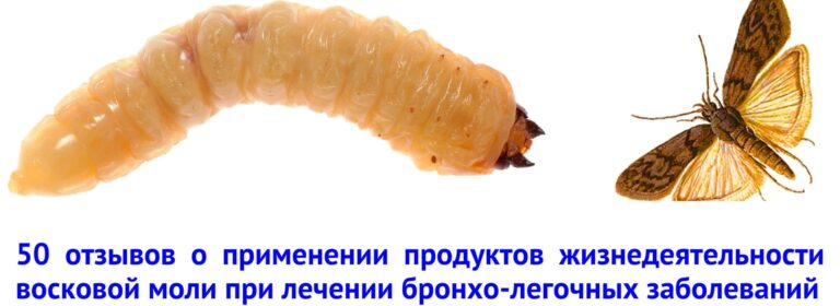 ПЖВМ и настойка восковой моли: 50 отзывов, польза и вред 2 50 otzyvov o primenenii produktov zhiznedejatelnosti voskovoj moli pri lechenii bronho legochnyh zabolevanij 2