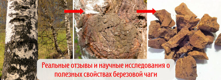 berezovaya chaga 100 otzyvov po primeneniyu 1